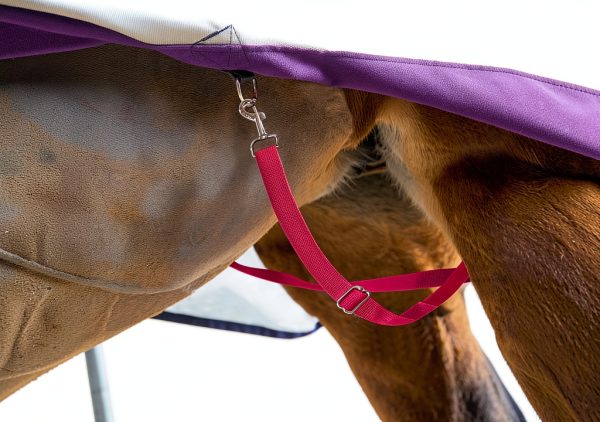Half Way Elastic Horse Leg Straps Harrison Howard Rose Pink XL-1